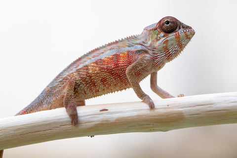 Chameleons-Stare-w-wire-bra