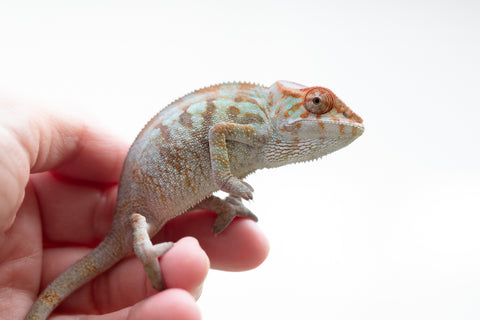 Holdbacks/Individuals: Nosy Be offspring from "Liet-Kynes" x "Kagari Shiina" - Hatched July 2024 - Female #2