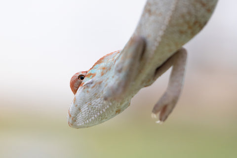 Holdbacks/Individuals: Nosy Be offspring from "Liet-Kynes" x "Kagari Shiina" - Hatched July 2024 - Female #2