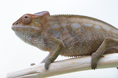 Holdbacks/Individuals: Nosy Be offspring from "Liet-Kynes" x "Kagari Shiina" - Hatched July 2024 - Female #3