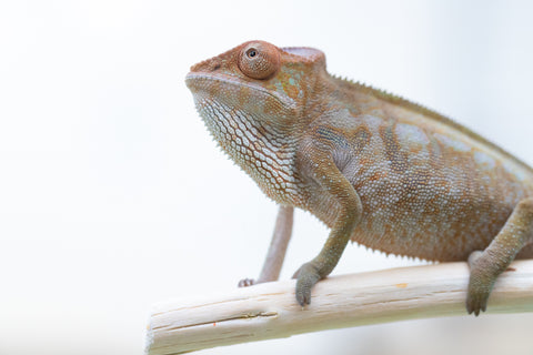 Holdbacks/Individuals: Nosy Be offspring from "Liet-Kynes" x "Kagari Shiina" - Hatched July 2024 - Female #3