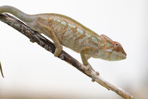 Holdbacks/Individuals: Nosy Be offspring from "Liet-Kynes" x "Kagari Shiina" - Hatched July 2024 - Female #3