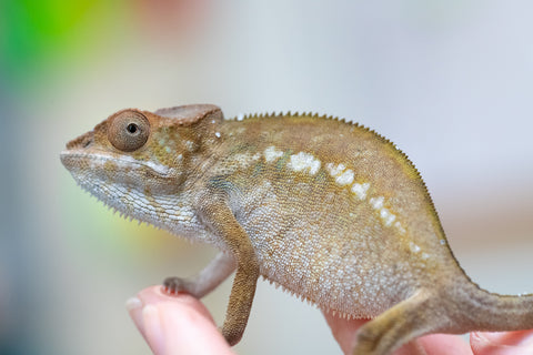 Holdbacks/Individuals: Nosy Be offspring from "Liet-Kynes" x "Kagari Shiina" - Hatched July 2024 - Female #4