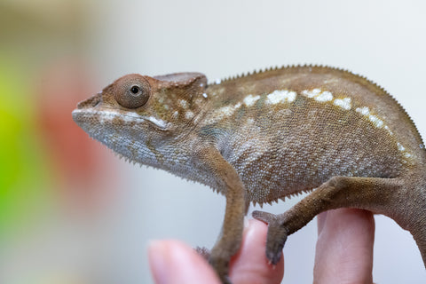 Holdbacks/Individuals: Nosy Be offspring from "Liet-Kynes" x "Kagari Shiina" - Hatched July 2024 - Female #4