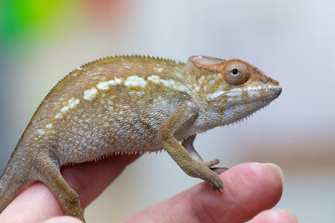 Holdbacks/Individuals: Nosy Be offspring from "Liet-Kynes" x "Kagari Shiina" - Hatched July 2024 - Female #4