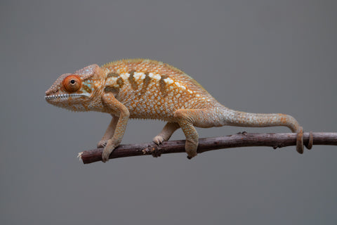 Holdbacks/Individuals: Nosy Be offspring from "Liet-Kynes" x "Kagari Shiina" - Hatched Sept 2024 - Female #1