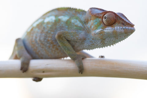 Holdbacks/Individuals: Nosy Be offspring from "Liet-Kynes" x "Kagari Shiina" - Hatched Sept 2024 - Female #2