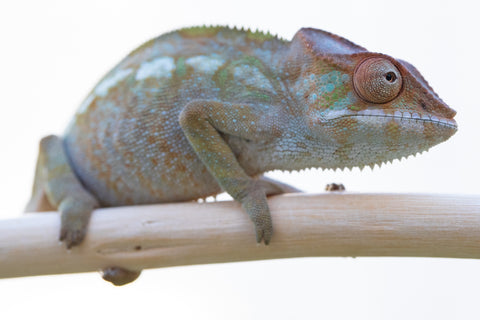 Holdbacks/Individuals: Nosy Be offspring from "Liet-Kynes" x "Kagari Shiina" - Hatched Sept 2024 - Female #2