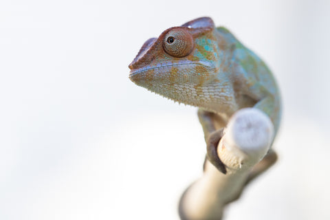 Holdbacks/Individuals: Nosy Be offspring from "Liet-Kynes" x "Kagari Shiina" - Hatched Sept 2024 - Female #2