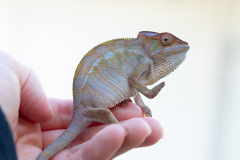 Holdbacks/Individuals: Nosy Be offspring from "Liet-Kynes" x "Kagari Shiina" - Hatched Sept 2024 - Female #2