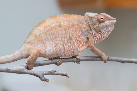 Holdbacks/Individuals: Nosy Be offspring from "Liet-Kynes" x "Kagari Shiina" - Hatched Sept 2024 - Female #4