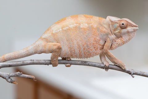 Holdbacks/Individuals: Nosy Be offspring from "Liet-Kynes" x "Kagari Shiina" - Hatched Sept 2024 - Female #4