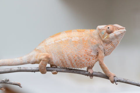 Holdbacks/Individuals: Nosy Be offspring from "Liet-Kynes" x "Kagari Shiina" - Hatched Sept 2024 - Female #4