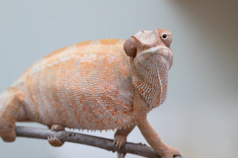 Holdbacks/Individuals: Nosy Be offspring from "Liet-Kynes" x "Kagari Shiina" - Hatched Sept 2024 - Female #4