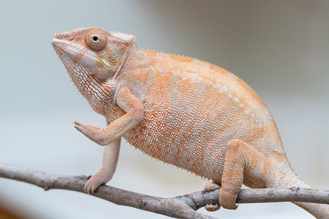 Holdbacks/Individuals: Nosy Be offspring from "Liet-Kynes" x "Kagari Shiina" - Hatched Sept 2024 - Female #4
