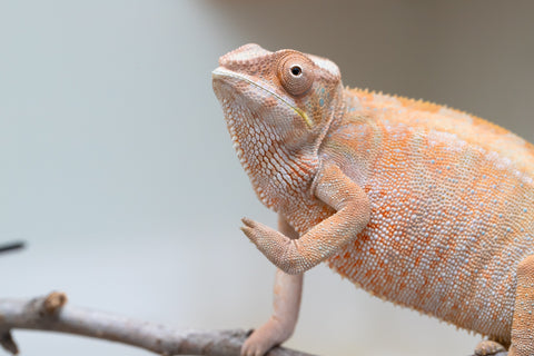 Holdbacks/Individuals: Nosy Be offspring from "Liet-Kynes" x "Kagari Shiina" - Hatched Sept 2024 - Female #4