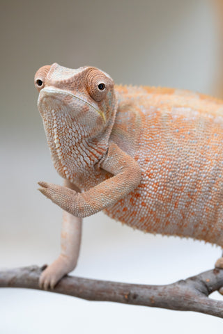Holdbacks/Individuals: Nosy Be offspring from "Liet-Kynes" x "Kagari Shiina" - Hatched Sept 2024 - Female #4