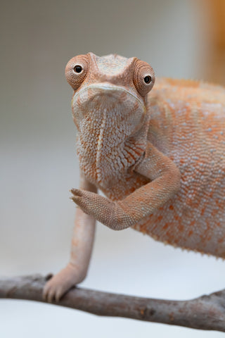 Holdbacks/Individuals: Nosy Be offspring from "Liet-Kynes" x "Kagari Shiina" - Hatched Sept 2024 - Female #4