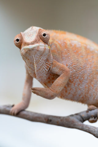 Holdbacks/Individuals: Nosy Be offspring from "Liet-Kynes" x "Kagari Shiina" - Hatched Sept 2024 - Female #4