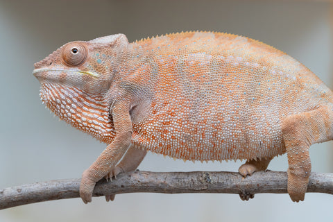 Holdbacks/Individuals: Nosy Be offspring from "Liet-Kynes" x "Kagari Shiina" - Hatched Sept 2024 - Female #4