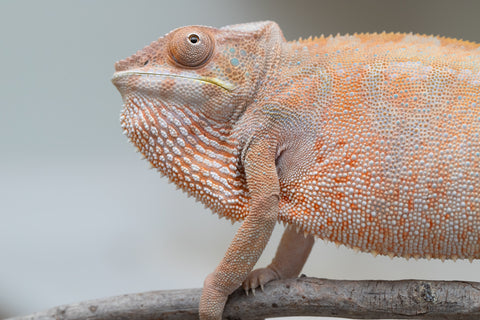 Holdbacks/Individuals: Nosy Be offspring from "Liet-Kynes" x "Kagari Shiina" - Hatched Sept 2024 - Female #4