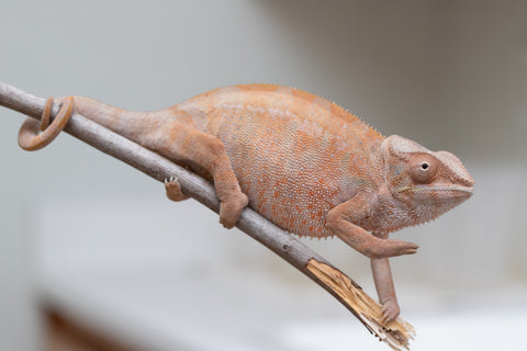 Holdbacks/Individuals: Nosy Be offspring from "Liet-Kynes" x "Kagari Shiina" - Hatched Sept 2024 - Female #4