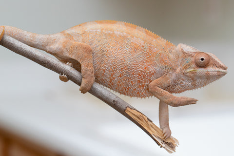 Holdbacks/Individuals: Nosy Be offspring from "Liet-Kynes" x "Kagari Shiina" - Hatched Sept 2024 - Female #4