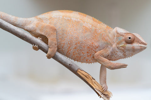 Holdbacks/Individuals: Nosy Be offspring from "Liet-Kynes" x "Kagari Shiina" - Hatched Sept 2024 - Female #4