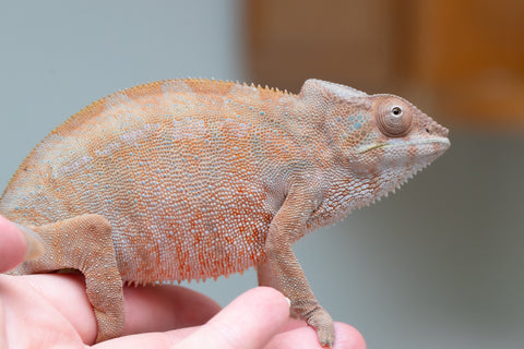 Holdbacks/Individuals: Nosy Be offspring from "Liet-Kynes" x "Kagari Shiina" - Hatched Sept 2024 - Female #4