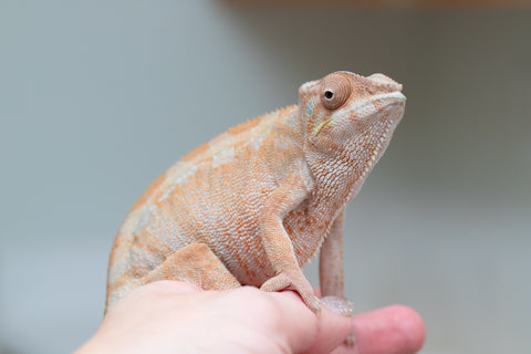 Holdbacks/Individuals: Nosy Be offspring from "Liet-Kynes" x "Kagari Shiina" - Hatched Sept 2024 - Female #4