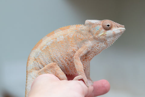 Holdbacks/Individuals: Nosy Be offspring from "Liet-Kynes" x "Kagari Shiina" - Hatched Sept 2024 - Female #4