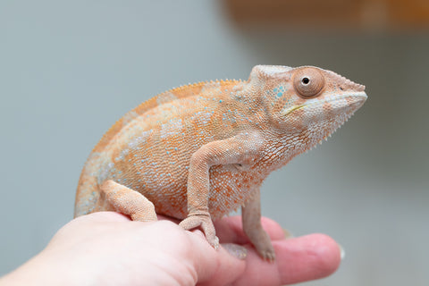 Holdbacks/Individuals: Nosy Be offspring from "Liet-Kynes" x "Kagari Shiina" - Hatched Sept 2024 - Female #4