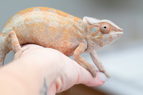 Holdbacks/Individuals: Nosy Be offspring from "Liet-Kynes" x "Kagari Shiina" - Hatched Sept 2024 - Female #4