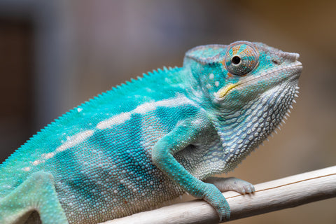 Holdbacks/Individuals: Nosy Be offspring from "Liet-Kynes" x "Kagari Shiina" - Hatched Nov 2024 - Male #2