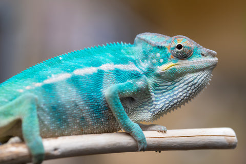 Holdbacks/Individuals: Nosy Be offspring from "Liet-Kynes" x "Kagari Shiina" - Hatched Nov 2024 - Male #2