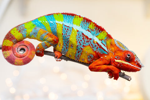 Pre-Order: Ambilobe Group From "Loko-famafa" (AKA Paint Brush) x "Madity" (AKA Sticky) - Hatched April - June 2026 - Ready to Ship July - August