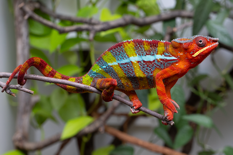 Pre-Order: Ambilobe Group From "Loko-famafa" (AKA Paint Brush) x "Madity" (AKA Sticky) - Hatched April - June 2026 - Ready to Ship July - August