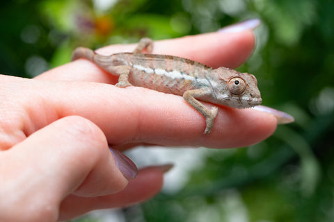 Holdbacks/Individuals: Ambilobe group from "Mahaliana" (AKA Curious) x "Hasaka-ony" (AKA Yellow River) - Hatched May 25' - Male #1