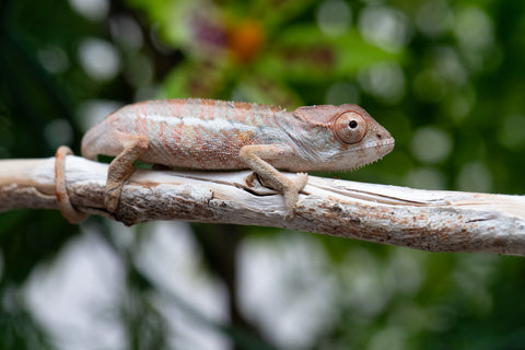 Holdbacks/Individuals: Ambilobe group from "Mahaliana" (AKA Curious) x "Hasaka-ony" (AKA Yellow River) - Hatched May 25' - Male #1