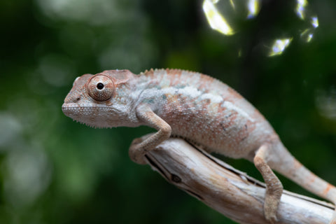 Holdbacks/Individuals: Ambilobe group from "Mahaliana" (AKA Curious) x "Hasaka-ony" (AKA Yellow River) - Hatched May 25' - Male #1