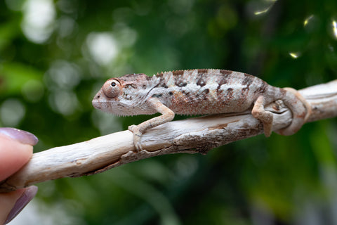 Holdbacks/Individuals: Ambilobe group from "Mahaliana" (AKA Curious) x "Hasaka-ony" (AKA Yellow River) - Hatched May 25' - Male #1