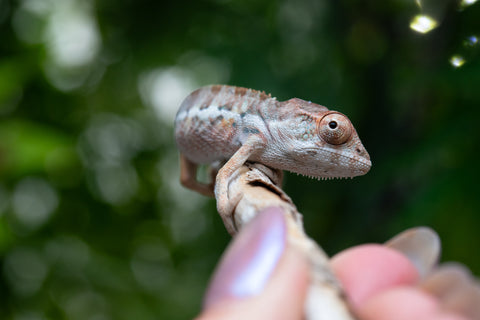 Holdbacks/Individuals: Ambilobe group from "Mahaliana" (AKA Curious) x "Hasaka-ony" (AKA Yellow River) - Hatched May 25' - Male #1