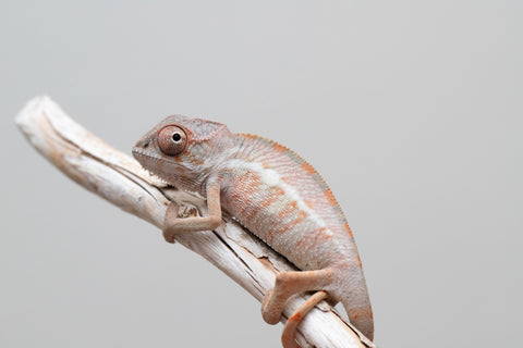 Holdbacks/Individuals: Ambilobe group from "Mahaliana" (AKA Curious) x "Hasaka-ony" (AKA Yellow River) - Hatched May 25' - Male #2