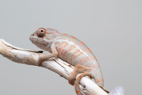 Holdbacks/Individuals: Ambilobe group from "Mahaliana" (AKA Curious) x "Hasaka-ony" (AKA Yellow River) - Hatched May 25' - Male #2