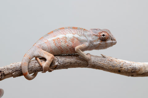 Holdbacks/Individuals: Ambilobe group from "Mahaliana" (AKA Curious) x "Hasaka-ony" (AKA Yellow River) - Hatched May 25' - Male #2