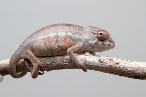 Holdbacks/Individuals: Ambilobe group from "Mahaliana" (AKA Curious) x "Hasaka-ony" (AKA Yellow River) - Hatched May 25' - Male #2