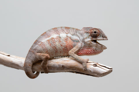 Holdbacks/Individuals: Ambilobe group from "Mahaliana" (AKA Curious) x "Hasaka-ony" (AKA Yellow River) - Hatched May 25' - Male #2
