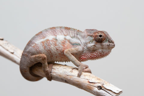 Holdbacks/Individuals: Ambilobe group from "Mahaliana" (AKA Curious) x "Hasaka-ony" (AKA Yellow River) - Hatched May 25' - Male #2