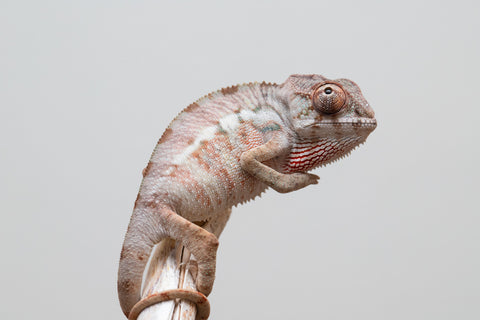 Holdbacks/Individuals: Ambilobe group from "Mahaliana" (AKA Curious) x "Hasaka-ony" (AKA Yellow River) - Hatched May 25' - Male #2