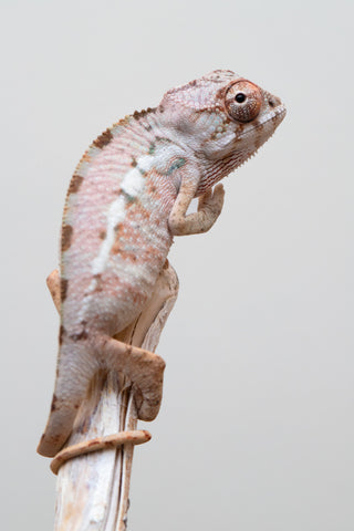 Holdbacks/Individuals: Ambilobe group from "Mahaliana" (AKA Curious) x "Hasaka-ony" (AKA Yellow River) - Hatched May 25' - Male #2